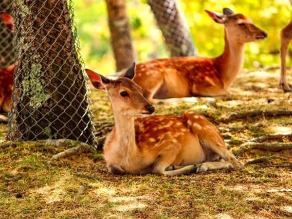 Nara Park & its friendly deer